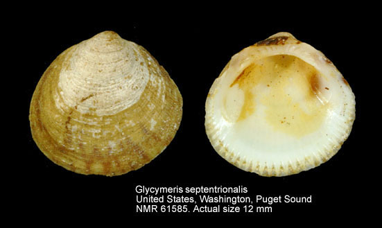 Glycymeris septentrionalis (2).jpg - Glycymeris septentrionalis(Middendorff,1849)